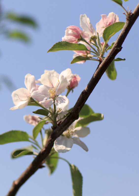 Bloemenkaarten - Appel bloesem