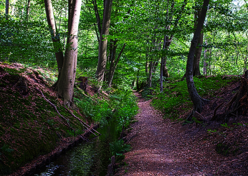 Ansichtkaarten - Beekje in het bos