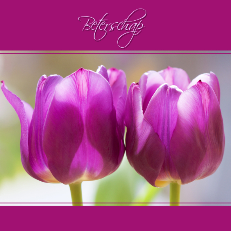 Beterschapskaarten - Beter met tulpen