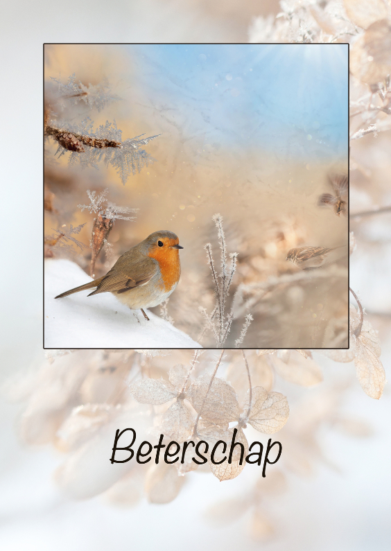 Beterschapskaarten - Beter met winterroodborst