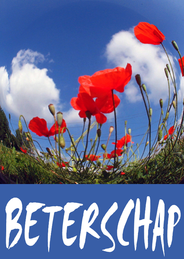 Beterschapskaarten - BLOEM klaproos met bauw BETERSCHAP