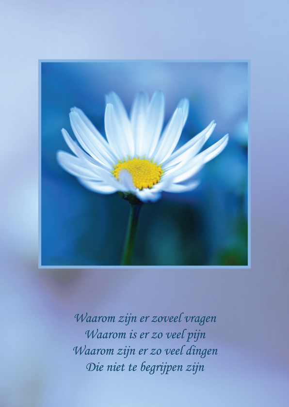 Condoleancekaarten - Condoleancekaart Madeliefje