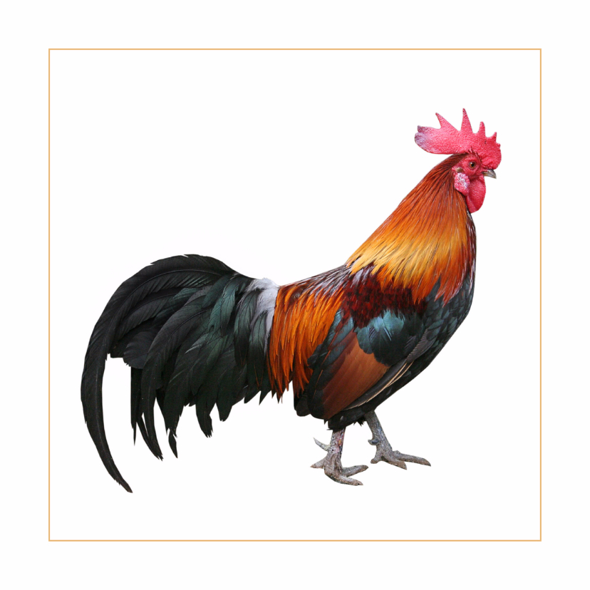 dierenkaart-haan.jpg