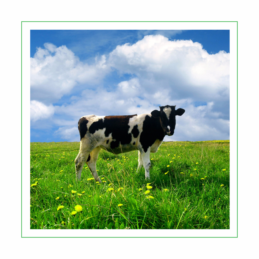 Dierenkaarten - Dierenkaart met koe