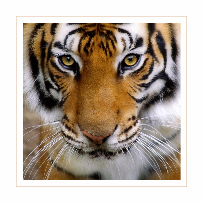 Dierenkaarten - Dierenkaart Tijger