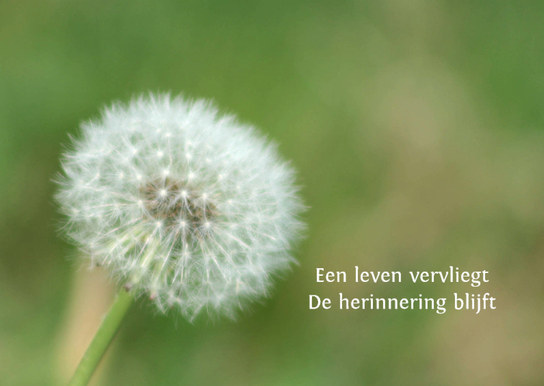 Condoleancekaarten - Een leven vervliegt - paardebloem