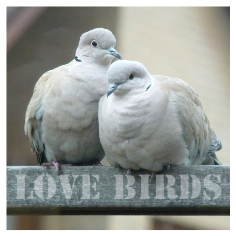 Felicitatiekaarten - Felicitatiekaart Lovebirds