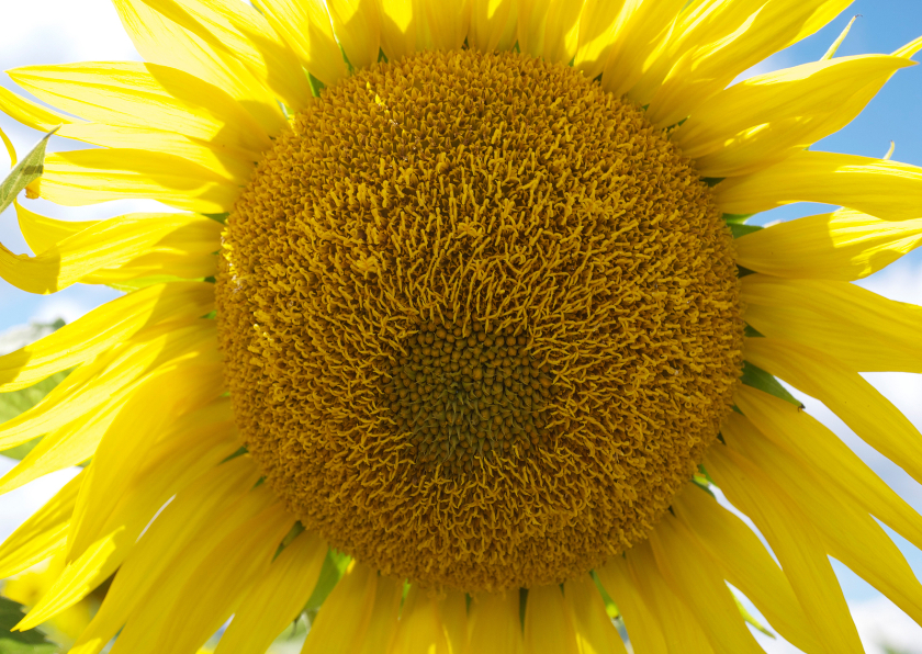 Bloemenkaarten - Fotokaart-zonnebloem Anet Fotografie
