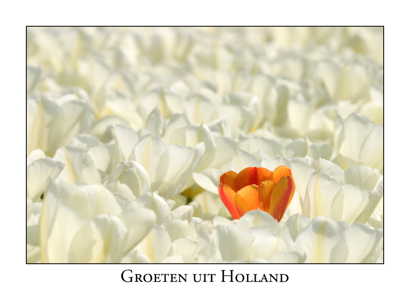 Ansichtkaarten - Groeten uit Holland VIII