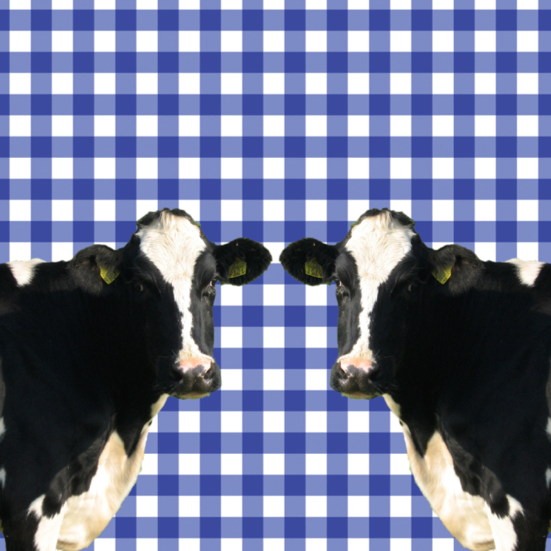 Dierenkaarten - Hollandse koeien