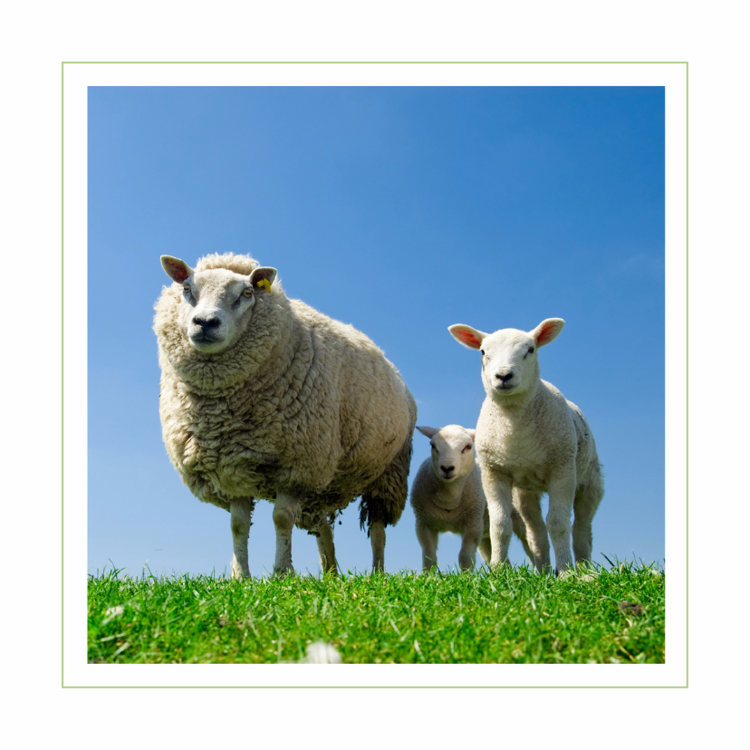 Dierenkaarten - Hollandse lentekaart Schaapjes