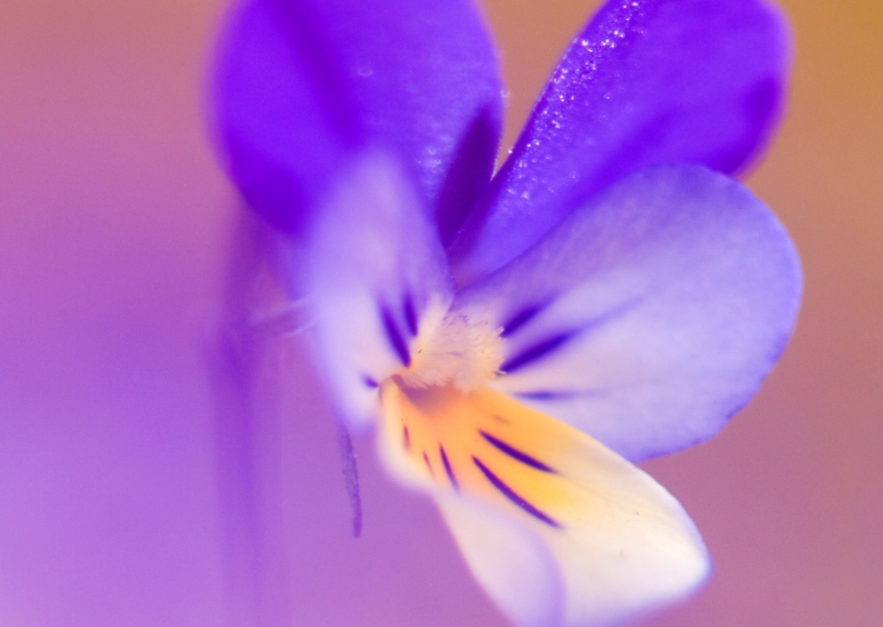 Bloemenkaarten - Kaart met prachtig duinviooltje