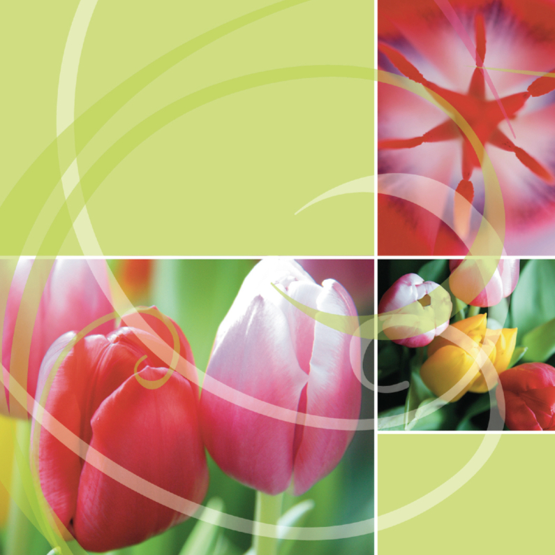 Ansichtkaarten - Kleurrijke tulpenkaart met groen en roze