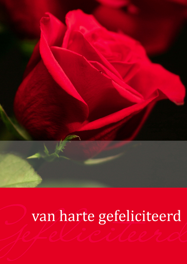 Felicitatiekaarten - Moments kaart Gefeliciteerd rode roos