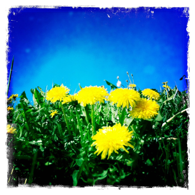 Bloemenkaarten - Paardenbloemen sterk