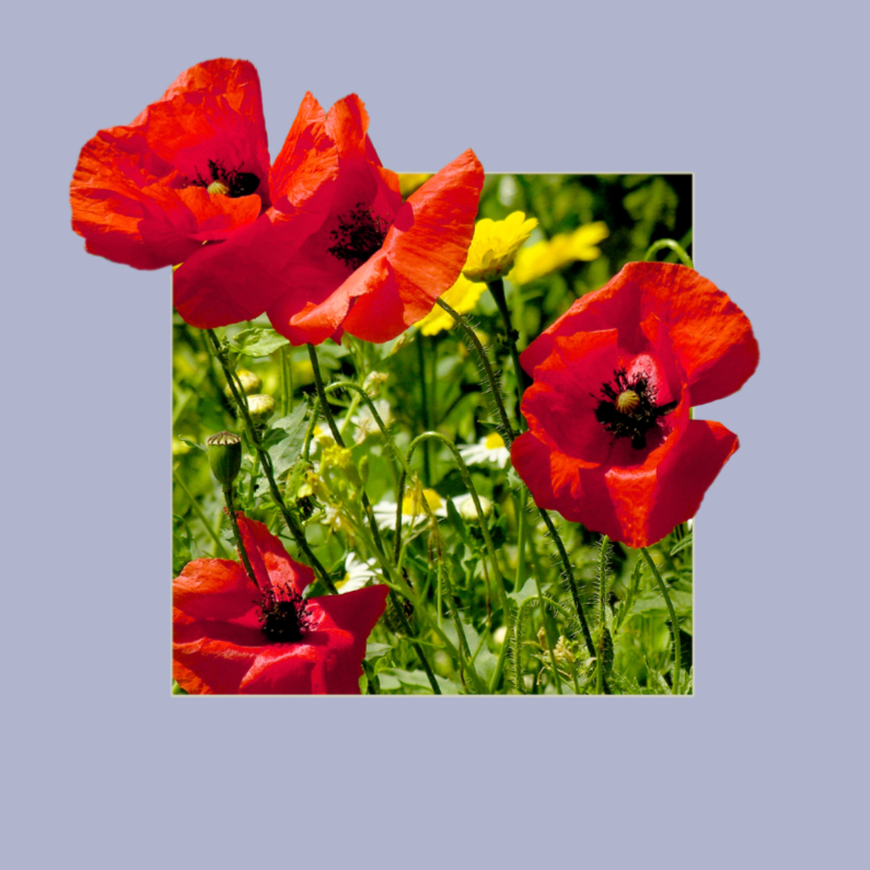 Bloemenkaarten - Poppy2