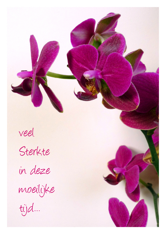 Condoleancekaarten - sterkte orchidee paars