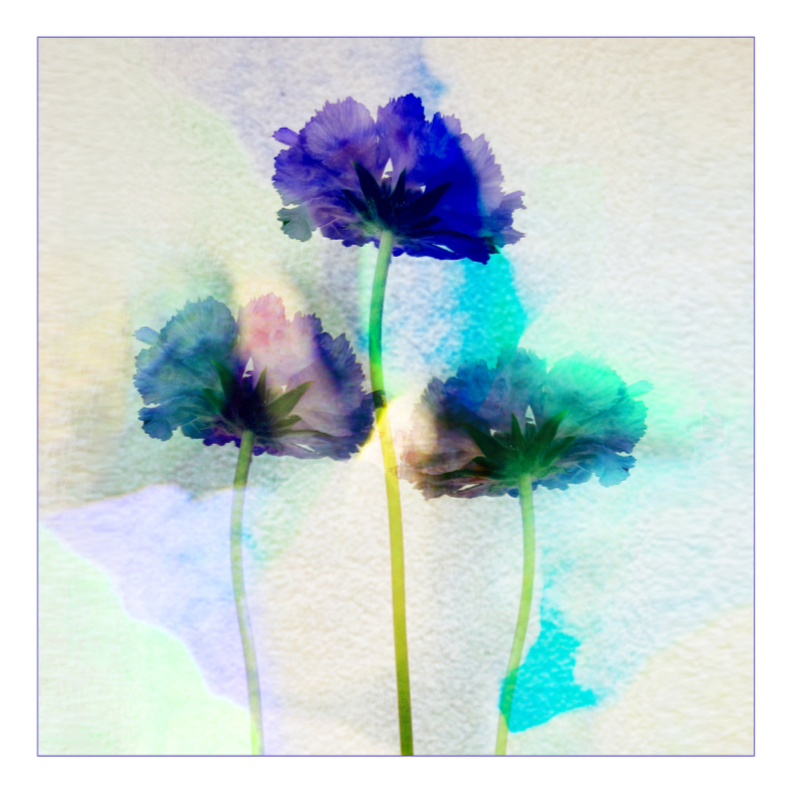 Bloemenkaarten - Symphony in blue