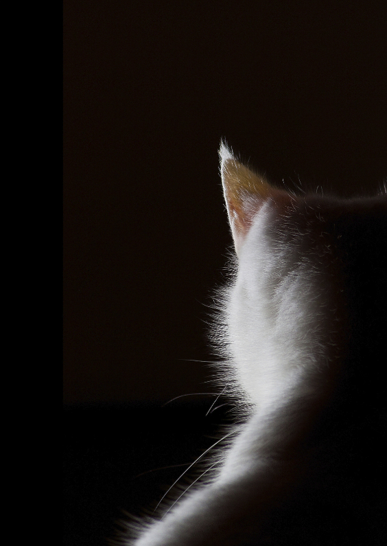 Dierenkaarten - Witte kat