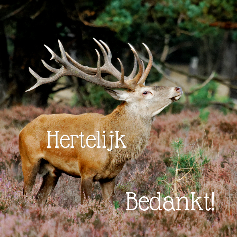Bedankkaart - hert elijk bedankt - OT - Bedankkaartjes Bedankkaartjes - Bedankkaart - hert elijk bedankt - OT