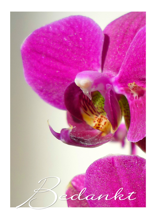 Bedankt Orchidee Paars - Bedankkaartjes Bedankkaartjes - Bedankt Orchidee Paars