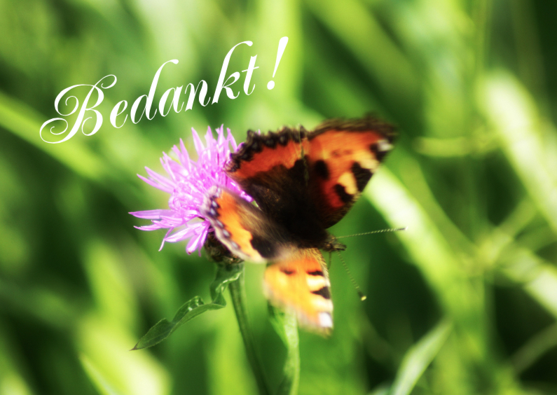 Bedankt vlinder zelf invullen - Bedankkaartjes Bedankkaartjes - Bedankt vlinder zelf invullen