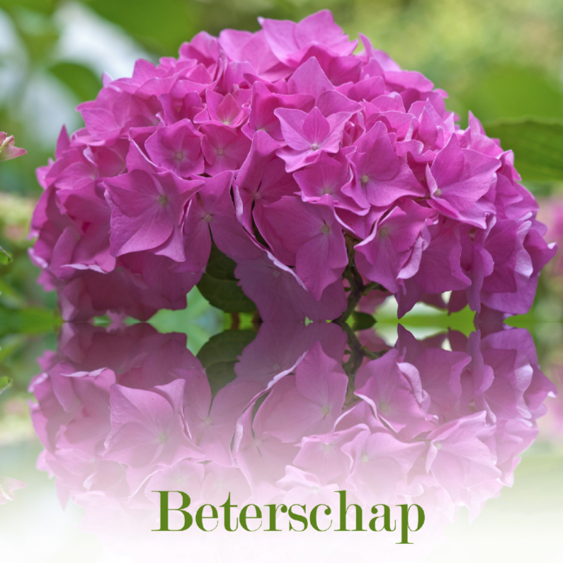 Beter met hortensia - Beterschapskaarten Beterschapskaarten - Beter met hortensia