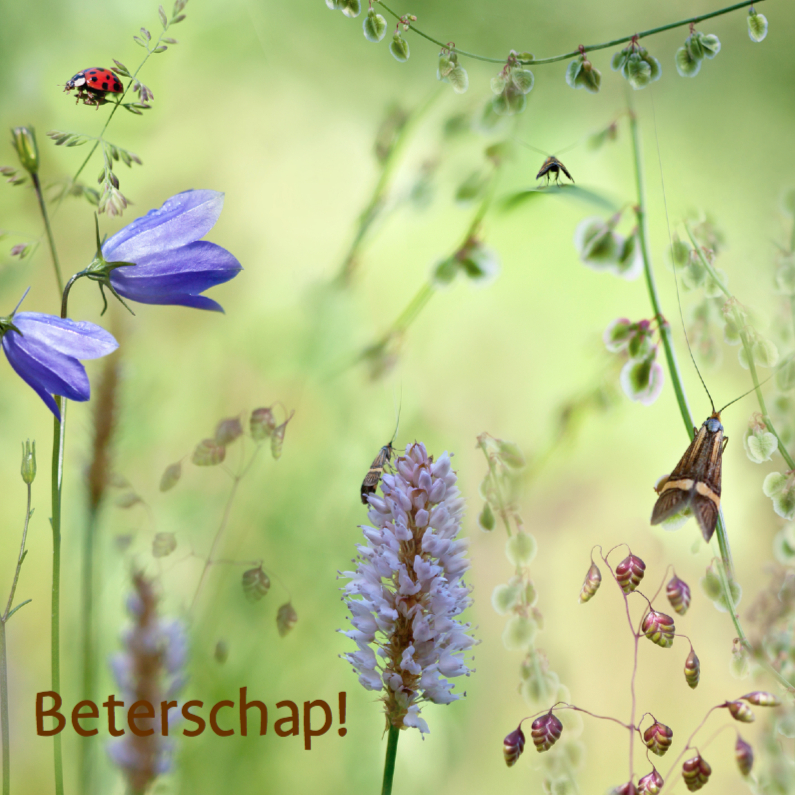 Beter met natuur - Beterschapskaarten Beterschapskaarten - Beter met natuur