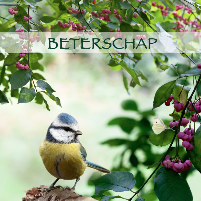 Beter met pimpelmees - Beterschapskaarten Beterschapskaarten - Beter met pimpelmees