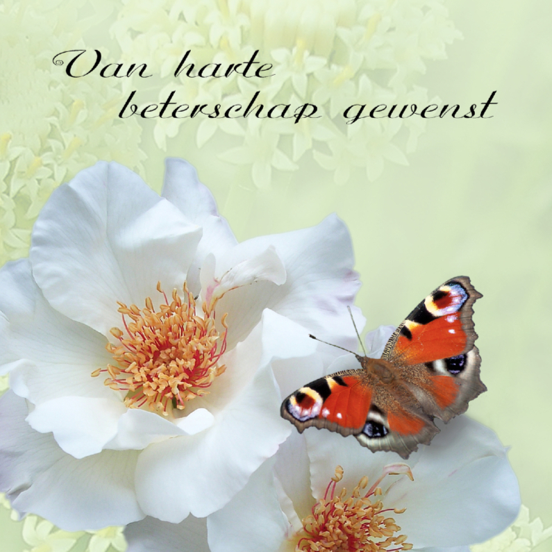 Beter met rozen - Beterschapskaarten Beterschapskaarten - Beter met rozen