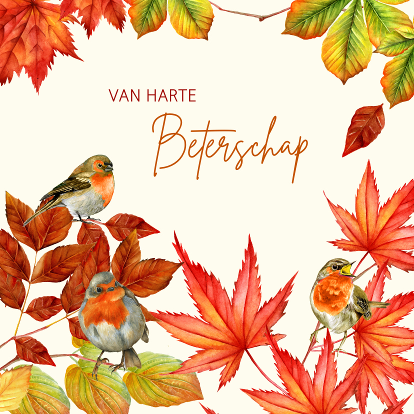 Beterschapskaarten - Beterschap herfst roodborstjes