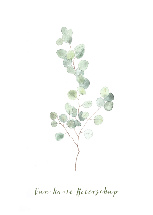 Beterschap kaart met eucalyptus tak - natuur - Beterschapskaarten Beterschapskaarten - Beterschap kaart met eucalyptus tak - natuur