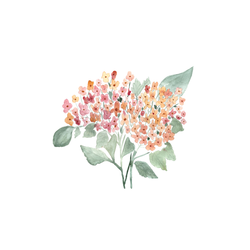 Beterschap kaart met hortensia - natuur - Beterschapskaarten Beterschapskaarten - Beterschap kaart met hortensia - natuur