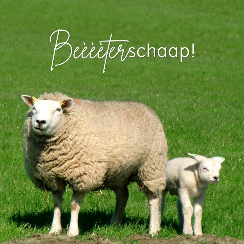 Beterschapskaarten - Beterschap Schaap met lammetje