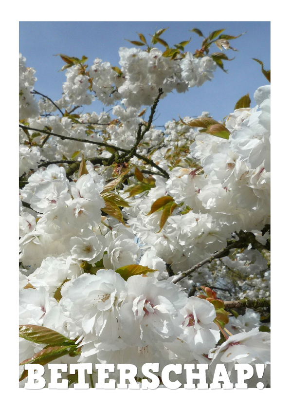 Beterschap Witte bloesem - Beterschapskaarten Beterschapskaarten - Beterschap Witte bloesem