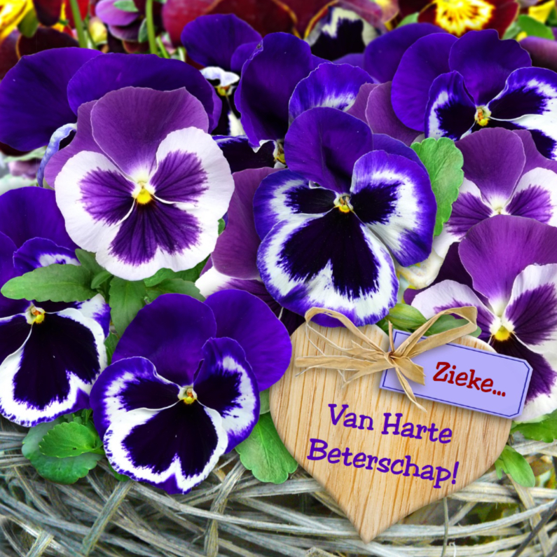 Beterschapskaart blauwe Violen met hart Beterschap! - Beterschapskaarten Beterschapskaarten - Beterschapskaart blauwe Violen met hart Beterschap!