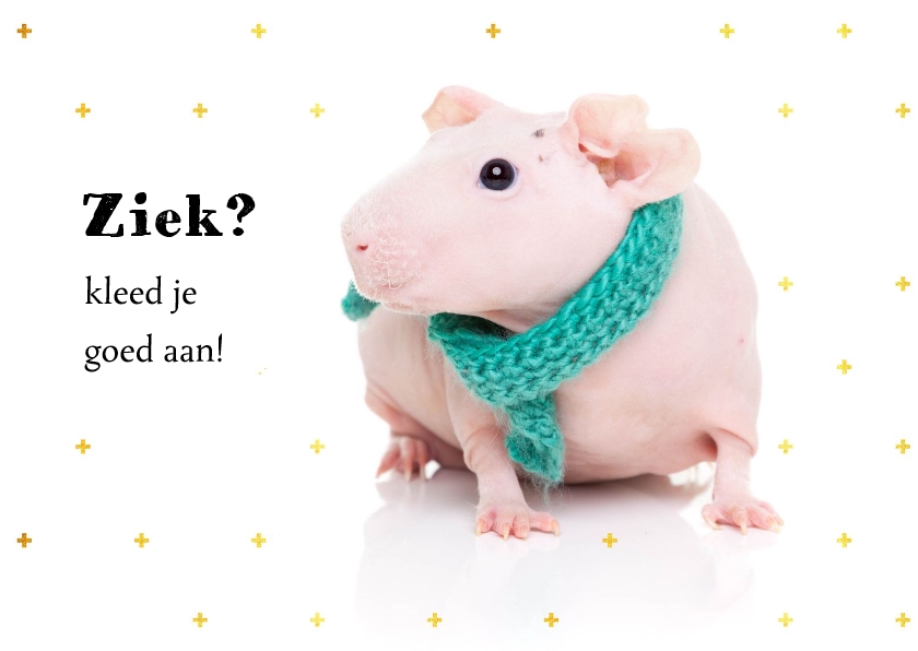 Beterschapskaarten - Beterschapskaart - Cavia met sjaal