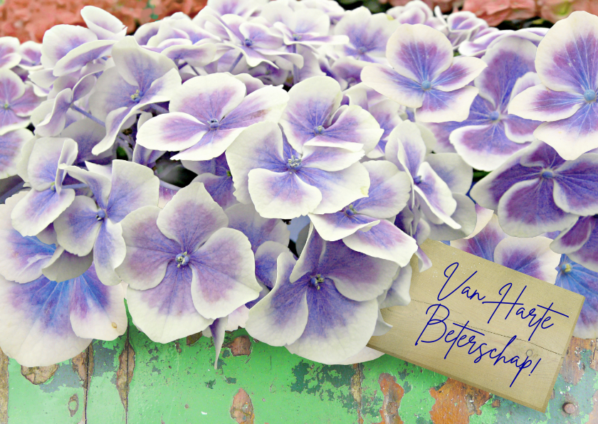 Beterschapskaart Hortensia bloemen op steigerhout - Beterschapskaarten Beterschapskaarten - Beterschapskaart Hortensia bloemen op steigerhout