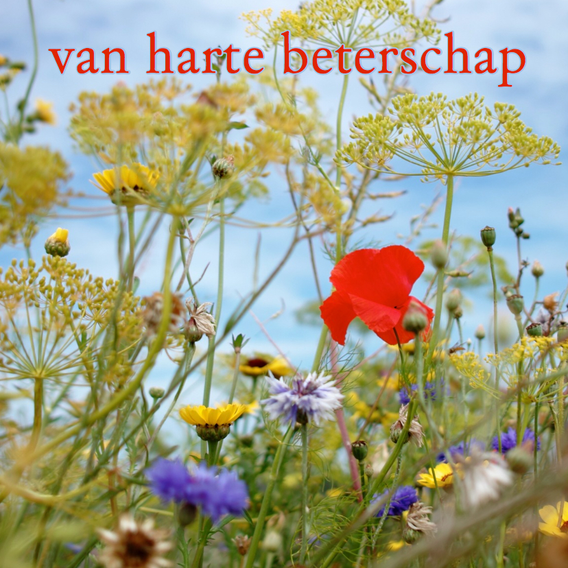 Beterschapskaart klaproos -LB II - Beterschapskaarten Beterschapskaarten - Beterschapskaart klaproos -LB II
