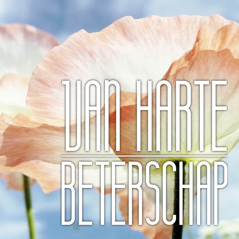 Beterschapskaart klaproos - LB - Beterschapskaarten Beterschapskaarten - Beterschapskaart klaproos - LB