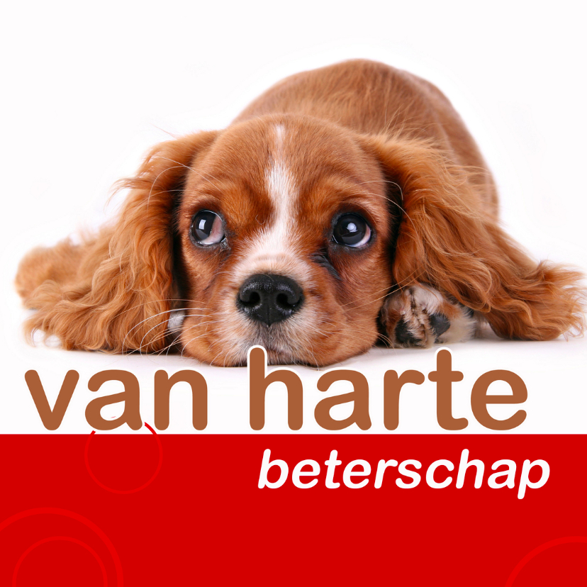 beterschapskaart met hondje - Beterschapskaarten Beterschapskaarten - beterschapskaart met hondje