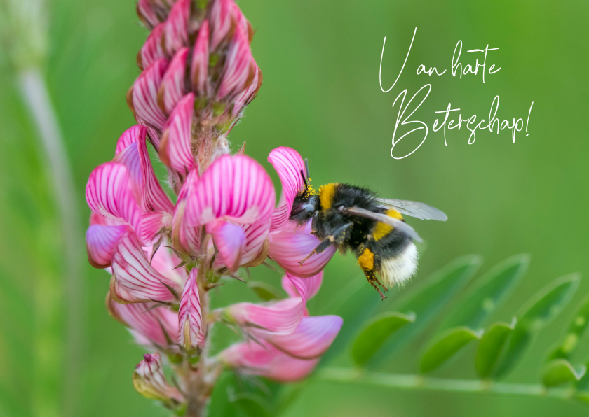 Beterschapskaarten - Beterschapskaart met paarse bloem en gestreepte bij