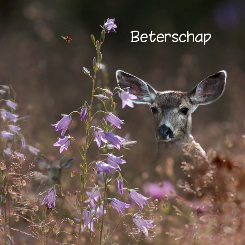 Beterschapskaart met ree in het veld - Beterschapskaarten Beterschapskaarten - Beterschapskaart met ree in het veld