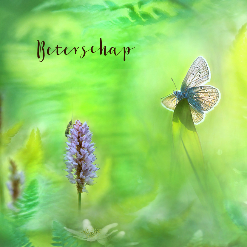 Beterschapskaarten - Beterschapskaart met vlinder