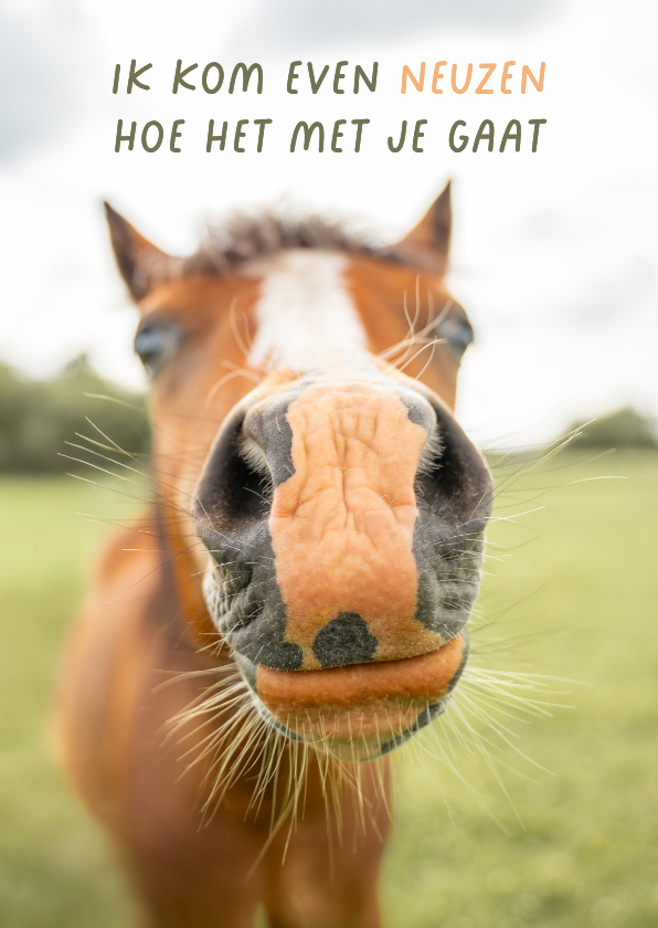 Beterschapskaarten - Beterschapskaart paardenneus