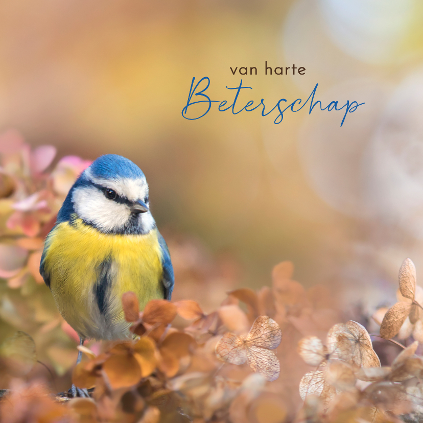 Beterschapskaarten - Beterschapskaart pimpelmees