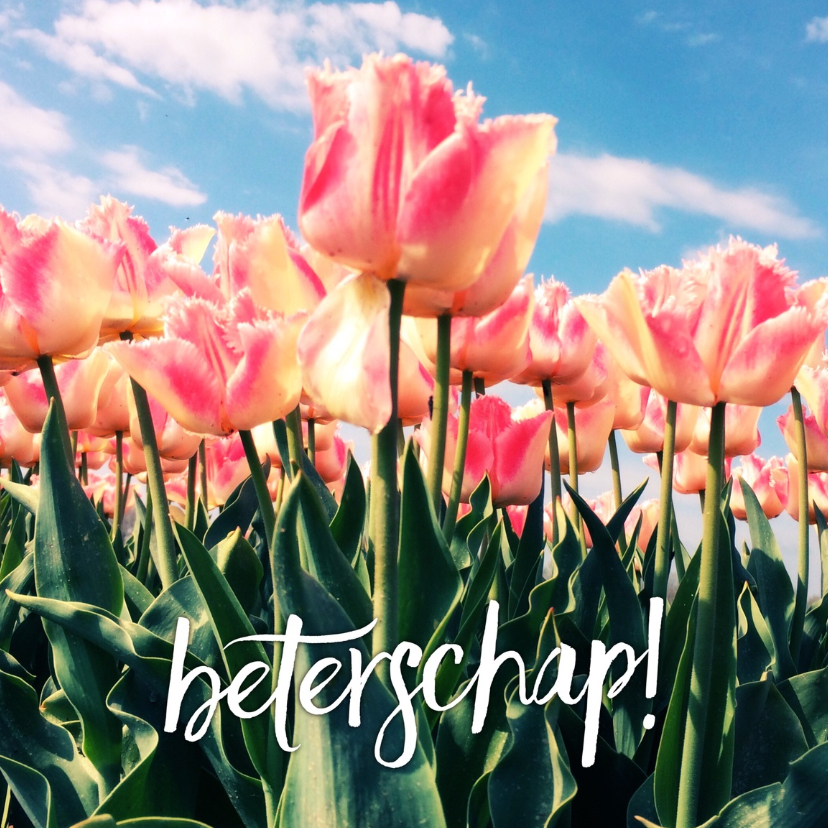 beterschapskaart tulpen IV - LB - Beterschapskaarten Beterschapskaarten - beterschapskaart tulpen IV - LB
