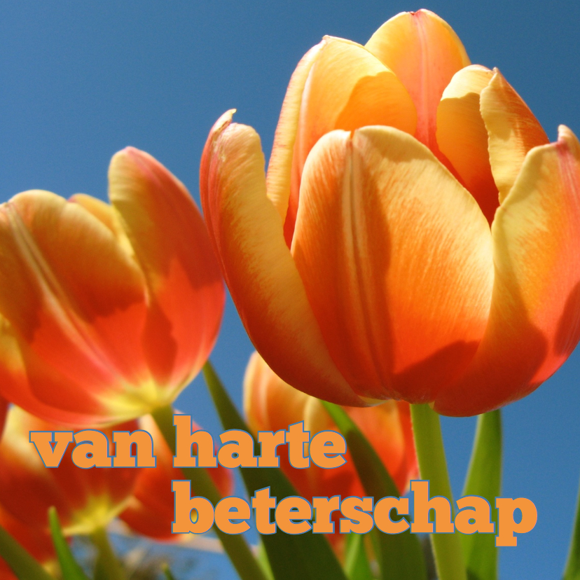 beterschapskaart tulpen VII -LB - Beterschapskaarten Beterschapskaarten - beterschapskaart tulpen VII -LB