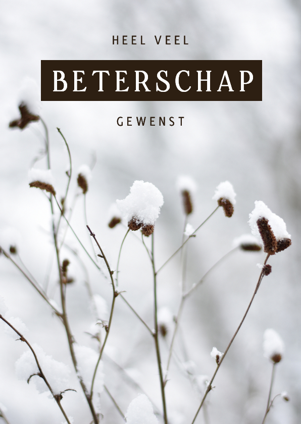 Beterschapskaart winter met plant in de sneeuw - Beterschapskaarten Beterschapskaarten - Beterschapskaart winter met plant in de sneeuw