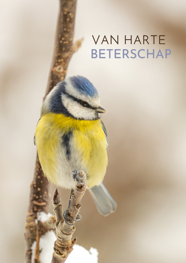 Beterschapskaarten - Beterschapskaart winter pimpelmees